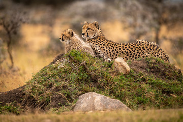 Cheetah lies with cub on grassy mound
