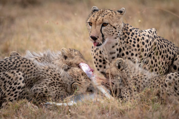 Cheetah lies with cubs eating Thomson gazelle