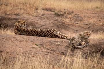 Cheetah lying beside cub on dirt mound