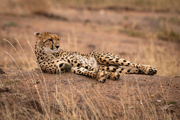 Cheetah lying on earth bank amongst grass