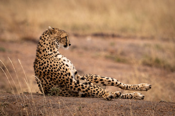 Cheetah lying on earth bank in grass