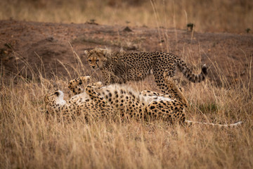 Cheetah lying on back beside standing cub