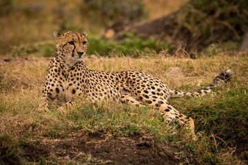 Cheetah lying on grassy bank looking right