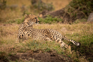 Cheetah lying on grassy bank looks right