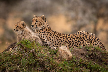 Cheetah lying with cub on grassy mound