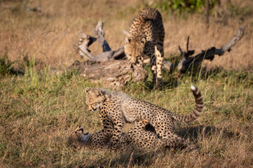 Cheetah nuzzles cub as two others play