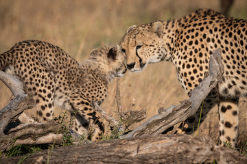 Cheetah nuzzles cub on log in grass