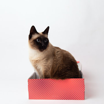cat sitting in a color box isolated on white background. cardboard box with a cat
