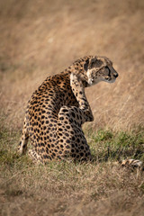 Cheetah scratches neck on grass in sunshine