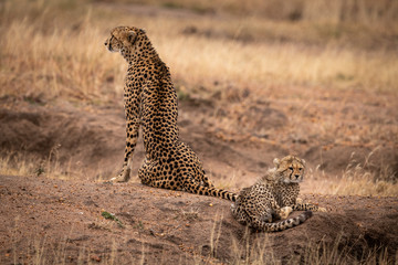 Cheetah sits beside cub on dirt mound