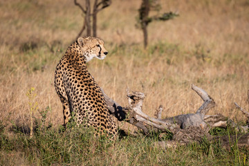 Cheetah sits beside dead log in grass