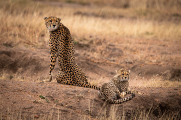 Cheetah sits beside cub on earth mound