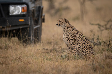 Cheetah sits in long grass by truck