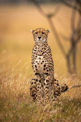 Cheetah sits in long grass facing camera © Nick Dale