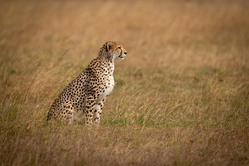 Cheetah sits in long grass in profile