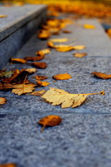  color image of a road covered with brown and yellow leaves on an autumn day.