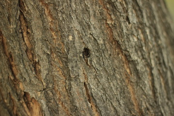 tree, bark, wood, texture, nature, brown, trunk, forest, pattern, old, pine, plant, oak, abstract, rough, closeup, natural, detail, wooden, woods, surface, textured, park