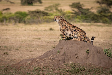 Cheetah sits in profile on termite mound