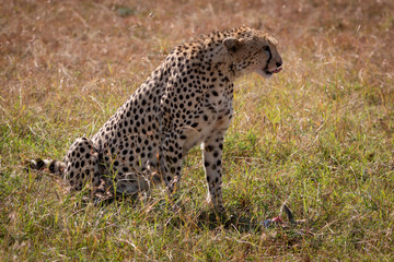 Cheetah sits licking its lips over kill