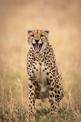 Fototapeta na wymiar Cheetah sits in long grass yawning widely