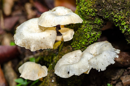 closeup image of white wild mushroom in the nature background