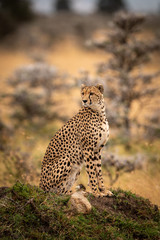 Cheetah sits on grassy mound looking round