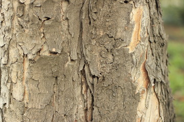 tree, bark, wood, texture, nature, brown, trunk, forest, pattern, old, pine, plant, oak, abstract, rough, closeup, natural, detail, wooden, woods, surface, textured, park