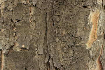 tree, bark, wood, texture, nature, brown, trunk, forest, pattern, old, pine, plant, oak, abstract, rough, closeup, natural, detail, wooden, woods, surface, textured, park