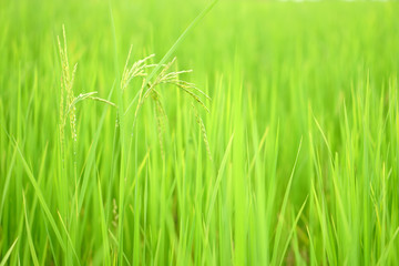 gold or yellow rice on green leaves paddy field and sapling in agriculture farm for harvest and main food in Asia or countryside at Thailand