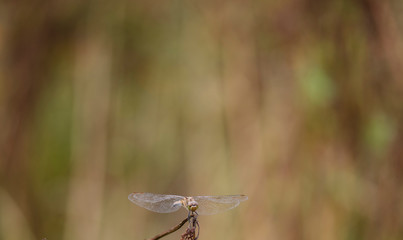 dragonfly　insect　creature 　animal