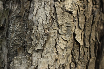 tree, bark, wood, texture, nature, brown, trunk, forest, pattern, old, pine, plant, oak, abstract, rough, closeup, natural, detail, wooden, woods, surface, textured, park