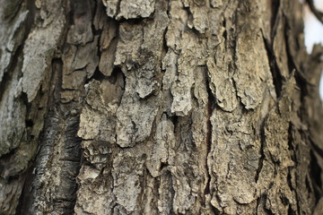 tree, bark, wood, texture, nature, brown, trunk, forest, pattern, old, pine, plant, oak, abstract, rough, closeup, natural, detail, wooden, woods, surface, textured, park