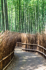 Fototapeta premium Arashiyama Bamboo Forest