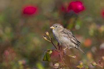 A female House sparrow (Passer domesticus) perched on a branch of a rose hip bush with roses. Behind the bird a beautiful green background with a valentines day atmosphere.
