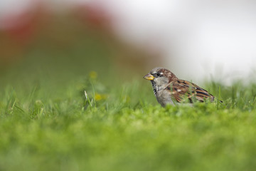 A male House sparrow (Passer domesticus) foraging in the grass in a garden on Helgoland. with in...