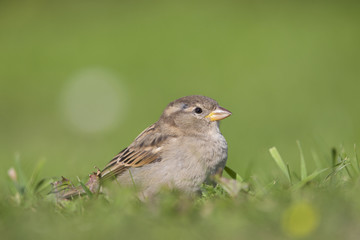 A female House sparrow (Passer domesticus) foraging in the grass in a garden on Helgoland. with in the fore and background green grass and flowers.
