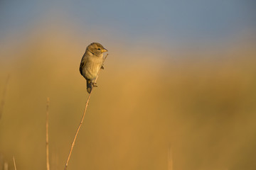 A female House sparrow (Passer domesticus) perched on a reed branch in the golden morning sun. Behind the bird a beautiful water blue background with golden reeds.