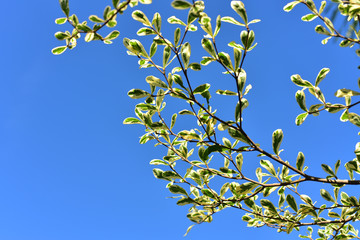 Close-up leaves of Terminalia ivorensis A. Chev