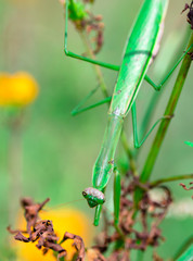 mantis　insect　 creature　animal 