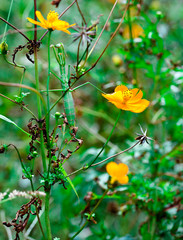 mantis　insect　 creature　animal 