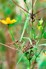 mantis　insect　 creature　animal 