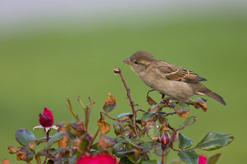 A female House sparrow (Passer domesticus) perched on a branch of a rose hip bush. Behind the bird a beautiful green background.