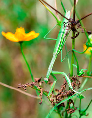 mantis　insect　 creature　animal 