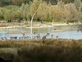 Cerf, biche et daim au parc animalier de Sainte Croix à Rhodes en Moselle. France