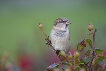 A male House sparrow (Passer domesticus) perched on a branch of a rose hip bush. Behind the bird a beautiful green background.