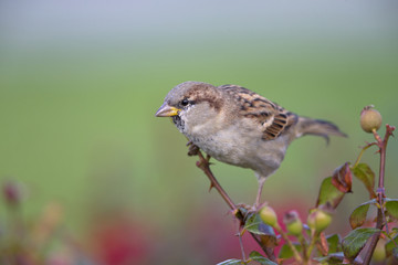 A male House sparrow (Passer domesticus) perched on a branch of a rose hip bush. Behind the bird a beautiful green background.