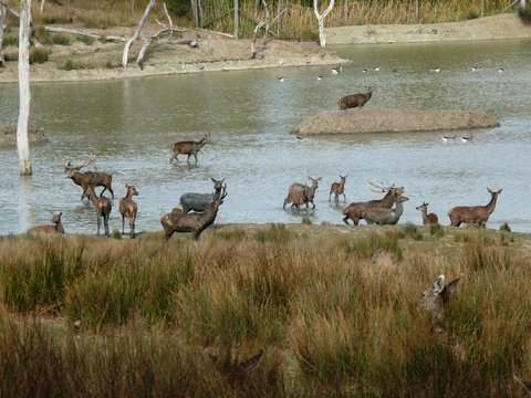 Daim et cerf au parc animalier de Sainte Croix &agrave; Rhodes en Moselle. France