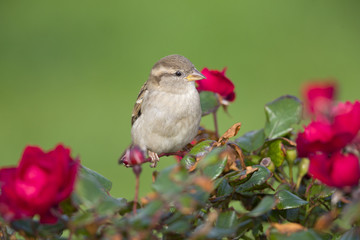 A female House sparrow (Passer domesticus) perched on a branch of a rose hip bush with roses. Behind the bird a beautiful green background with a valentines day atmosphere.