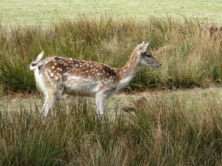 Obraz premium Daim au parc animalier de Sainte Croix à Rhodes en Moselle. France