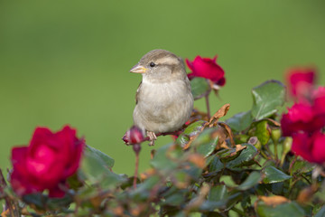 A female House sparrow (Passer domesticus) perched on a branch of a rose hip bush with roses. Behind the bird a beautiful green background with a valentines day atmosphere.